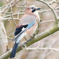 Eurasian Jay
